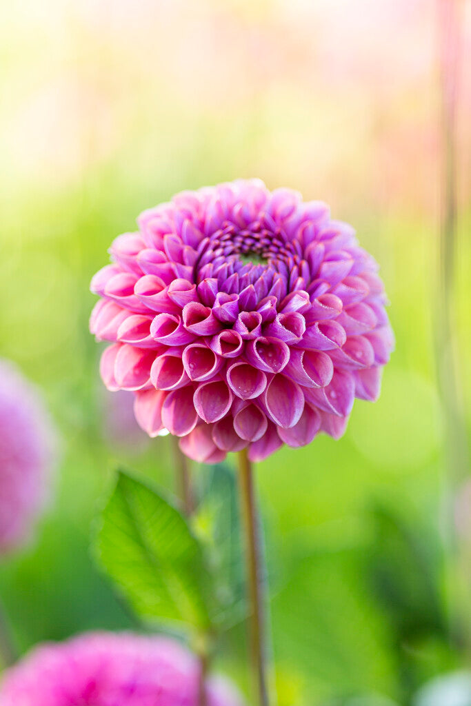 Dahlia Boll Caitlin's Joy 1-pakning NYHET